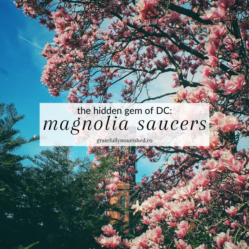 washington, dc fav magnolia saucers behind the smithsonian castle